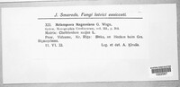 Melampsora magnusiana image